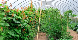 Beans growing in a polytunnel