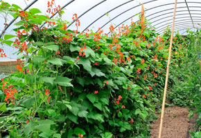 Polytunnel vegetables