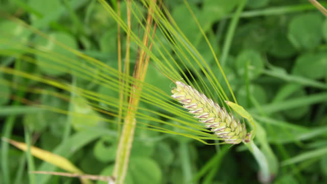 An ear of growing barley above undersown clover