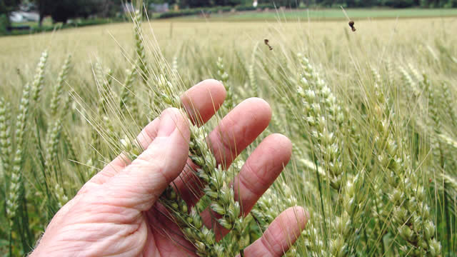 A hand holding growing ears of barley - Nourish Scotland