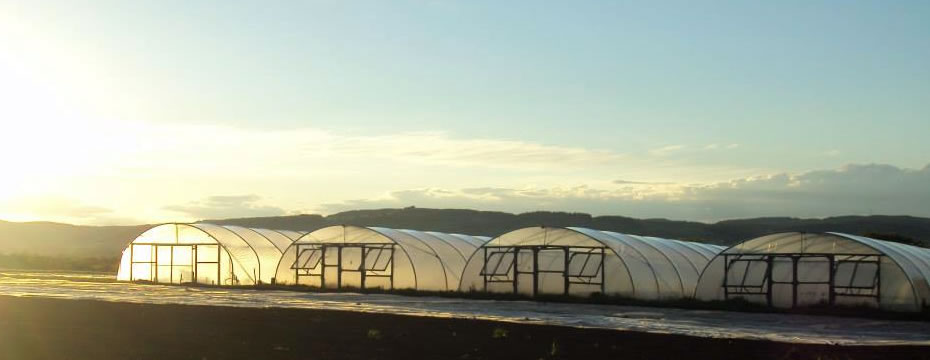 A row of polytunnels lit by the rising sun