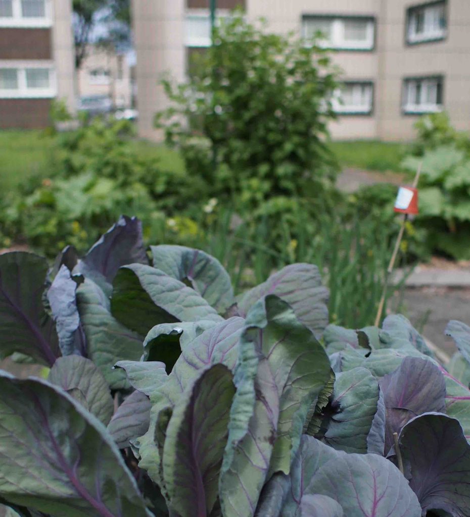 Veg Towns and Cities