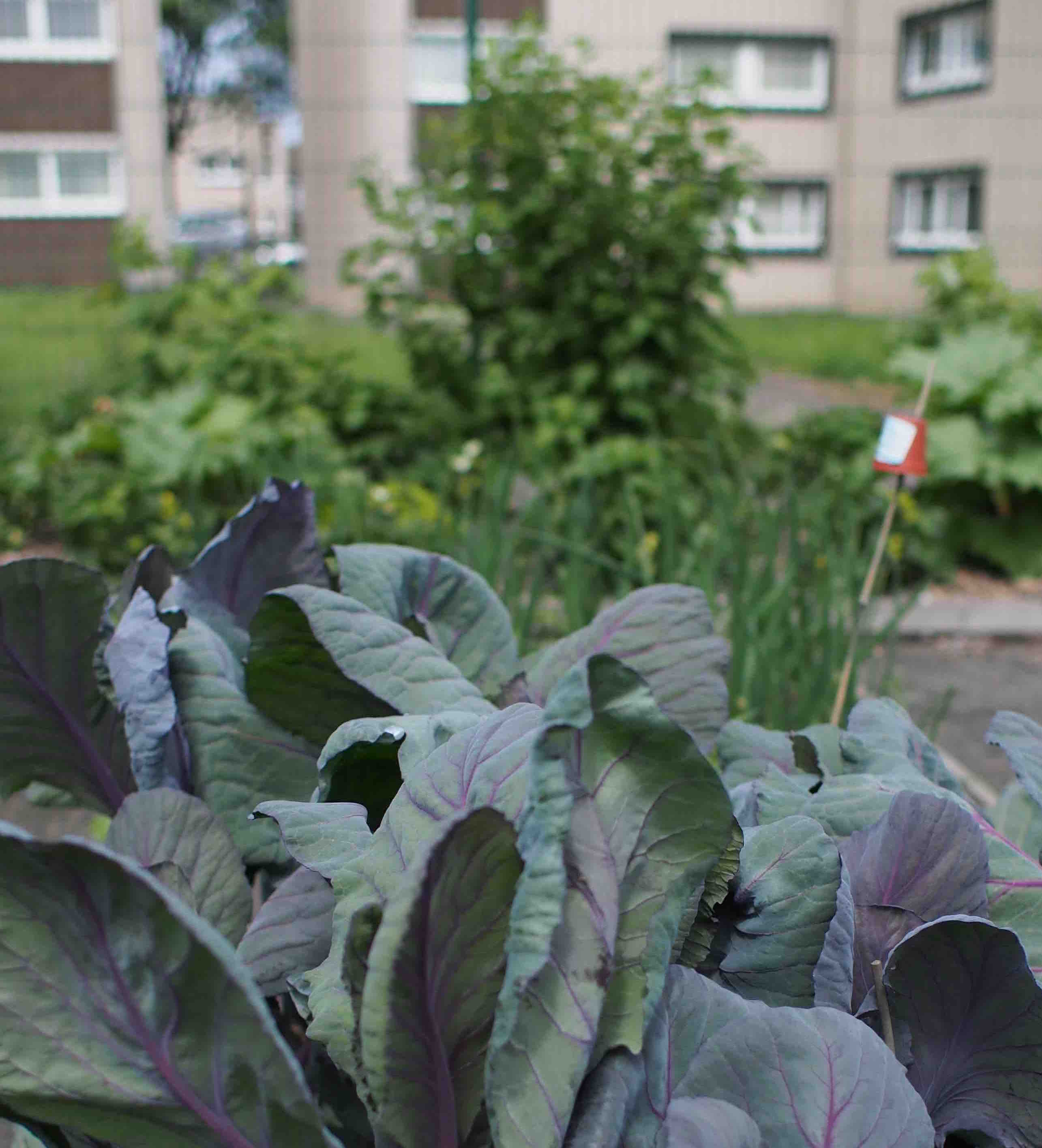 Veg Town & City Nourish Scotland