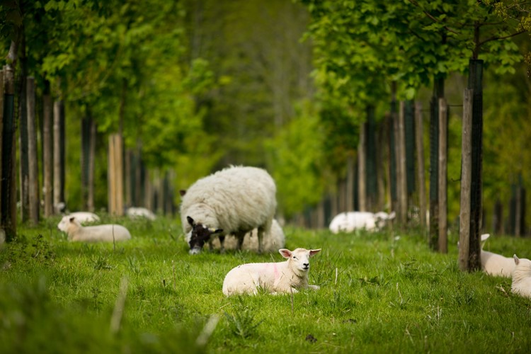 Climate Change Bill – Blog 3: Agroforestry in Scotland