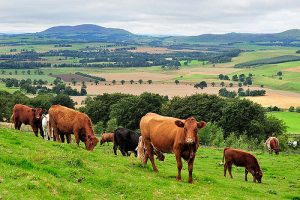 Cows and calves at Whitmuir Organic farm. ©Lorne Gill/SNH